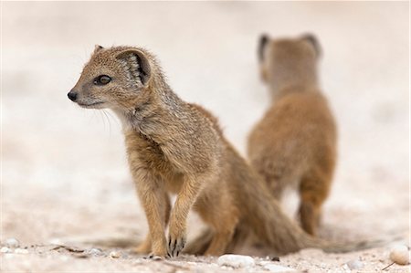 Yellow mongoose (Cynictis penicillata) subadults at den, Kgalagadi Transfrontier Park, South Africa, Africa Stock Photo - Rights-Managed, Code: 841-06446141