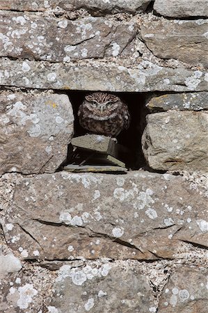 Little owl (Athene noctua) captive, United Kingdom, Europe Stock Photo - Rights-Managed, Code: 841-06446156