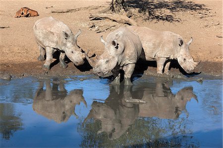 Rhinocéros blancs (Ceratotherium simum), Mkhuze game reserve, Kwazulu Natal, Afrique du Sud, Afrique Photographie de stock - Rights-Managed, Code: 841-06446150