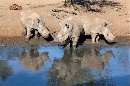 simsearch:841-06446186,k - Rhinocéros blancs (Ceratotherium simum), Mkhuze game reserve, Kwazulu Natal, Afrique du Sud, Afrique Photographie de stock - Rights-Managed, Code: 841-06446150