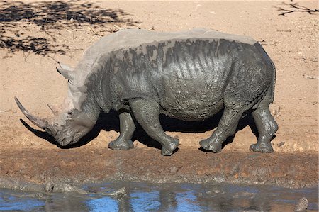 simsearch:841-06446150,k - White rhino (Ceratotherium simum), Mkhuze game reserve, Kwazulu Natal, South Africa, Africa Fotografie stock - Rights-Managed, Codice: 841-06446151