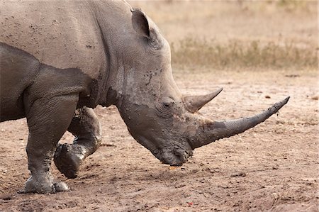 White rhino (Ceratotherium simum), Imfolozi game reserve, KwaZulu-Natal, South Africa, Africa Stock Photo - Rights-Managed, Code: 841-06446152
