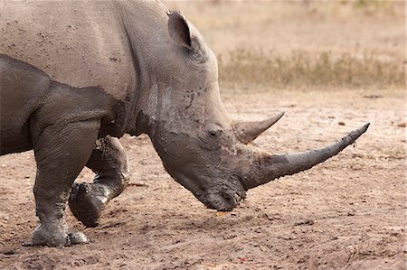 simsearch:841-06446150,k - White rhino (Ceratotherium simum), Imfolozi game reserve, KwaZulu-Natal, South Africa, Africa Fotografie stock - Rights-Managed, Codice: 841-06446152