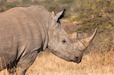 White rhino (Ceratotherium simum), Imfolozi game reserve, KwaZulu-Natal, South Africa, Africa Stock Photo - Rights-Managed, Code: 841-06446153