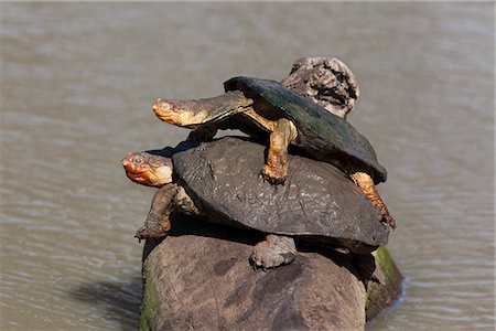 Marsh terrapin (African helmeted turtle) (Pelomedusa subrufa) stacked up on log, Mkhuze game reserve, South Africa, Africa Stock Photo - Rights-Managed, Code: 841-06446165