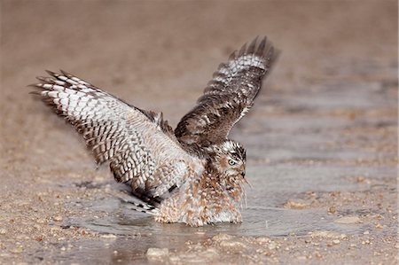 simsearch:841-03490287,k - Immature Southern Pale Chanting Goshawk (Melierax canorus) bathing after rain, Kgalagadi Transfrontier Park, South Africa, Africa Foto de stock - Con derechos protegidos, Código: 841-06446168