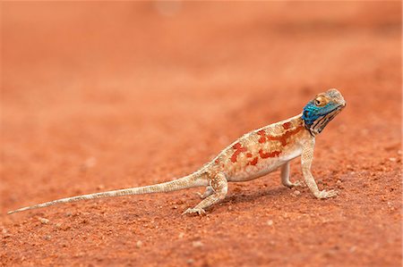Ground agama (Agama aculeata), Kgalagadi Transfrontier Park, Northern Cape, South Africa, Africa Stock Photo - Rights-Managed, Code: 841-06446163