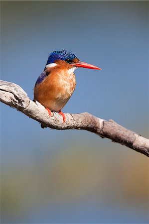 perching bird - Malachite kingfisher (Alcedo cristata), Intaka Island, Cape Town, South Africa, Africa Foto de stock - Con derechos protegidos, Código: 841-06446174