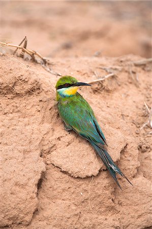 swallow-tailed bee-eater - Swallowtailed bee-eater (Merops hirundineus), Kgalagadi Transfrontier Park, South Africa, Africa Stock Photo - Rights-Managed, Code: 841-06446171