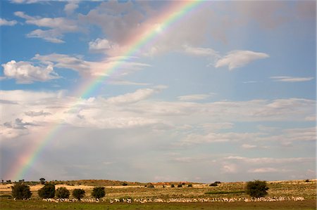 Herde von Springbok (Antidorcas Marsupialis) im Landschaft mit Regenbogen, Kgalagadi-Transfrontier-Nationalpark, Northern Cape, Südafrika, Afrika Stockbilder - Lizenzpflichtiges, Bildnummer: 841-06446189