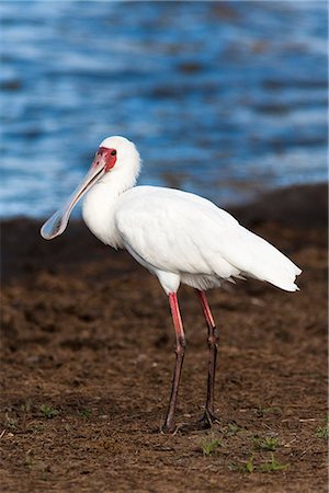 spoonbill - African spoonbill (Platalea alba), Kruger National Park, South Africa, Africa Stock Photo - Rights-Managed, Code: 841-06446181