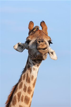 Giraffe (Giraffa Camelopardalis), mit Redbilled Madenhacker, Hluhluwe-Umfolozi Park, KwaZulu-Natal, Südafrika, Afrika Stockbilder - Lizenzpflichtiges, Bildnummer: 841-06446195