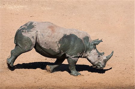 White rhino (Ceratotherium simum) running alongside waterhole, Mkhuze game reserve, KwaZulu Natal South Africa, Africa Foto de stock - Con derechos protegidos, Código: 841-06446198