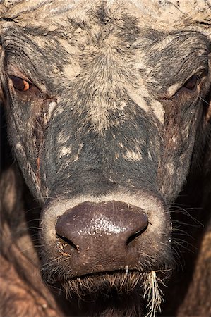 simsearch:841-06446152,k - Cape buffalo (Syncerus caffer), Kruger National Park, South Africa, Africa Foto de stock - Con derechos protegidos, Código: 841-06446192