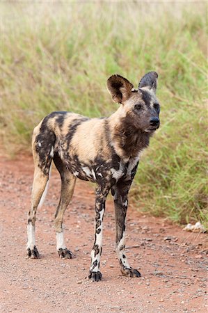 African wild dog (Lycaon pictus), Kruger National Park, South Africa, Africa Foto de stock - Con derechos protegidos, Código: 841-06446215