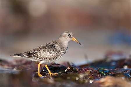 simsearch:841-06448640,k - Lila Strandläufer (Calidris Maritima), Bamburgh Strand, Northumberland, England, Vereinigtes Königreich, Europa Stockbilder - Lizenzpflichtiges, Bildnummer: 841-06446216