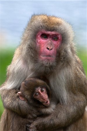 Snow monkey, Japanese macaque (Macaca fuscata) with baby, in captivity, United Kingdom, Europe Stock Photo - Rights-Managed, Code: 841-06446219