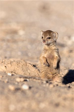 Yellow mongoose (Cynictis penicillata) baby, Kgalagadi Transfrontier Park, South Africa, Africa Stock Photo - Rights-Managed, Code: 841-06446212