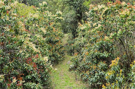 rododendro - Rhododendron forest, near Titi, Annapurna Conservation Area, Dhawalagiri (Dhaulagiri), Western Region (Pashchimanchal), Nepal, Asia Foto de stock - Con derechos protegidos, Código: 841-06446589