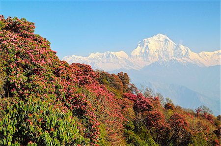 Rhododendron and Dhaulagiri Himal seen from Poon Hill, Annapurna Conservation Area, Dhawalagiri (Dhaulagiri), Western Region (Pashchimanchal), Nepal, Himalayas, Asia Stock Photo - Rights-Managed, Code: 841-06446608