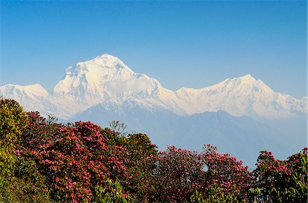 rododendro - Rhododendron and Dhaulagiri Himal seen from Poon Hill, Annapurna Conservation Area, Dhawalagiri (Dhaulagiri), Western Region (Pashchimanchal), Nepal, Himalayas, Asia Foto de stock - Direito Controlado, Número: 841-06446609