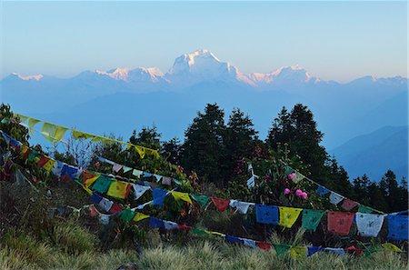 dhaulagiri tukuche - Dhaulagiri Himal à partir de Poon Hill, Annapurna Conservation Area, Dhawalagiri (Dhaulagiri), région de l'Ouest (Pashchimanchal), Népal, Himalaya, Asie Photographie de stock - Rights-Managed, Code: 841-06446603