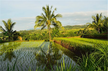 Reisfelder, Senaru, Lombok, Indonesien, Südostasien, Asien Stockbilder - Lizenzpflichtiges, Bildnummer: 841-06446641