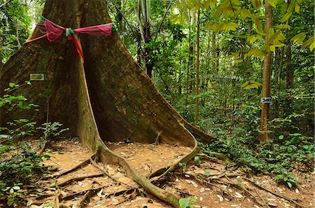 root - Rainforest, Tiger Cave Temple (Wat Tham Suea), Krabi Province, Thailand, Southeast Asia, Asia Foto de stock - Con derechos protegidos, Código: 841-06446662