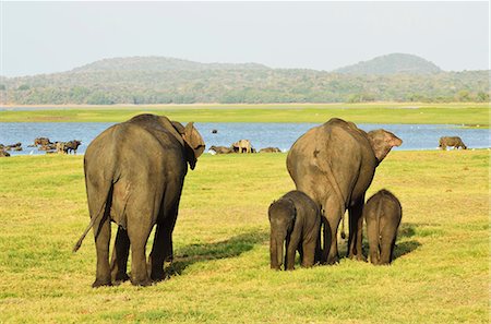 sri lankan elephant - Sri Lankan elephant (Elephas maximus maximus), Minneriya National Park, Sri Lanka, Asia Stock Photo - Rights-Managed, Code: 841-06446712