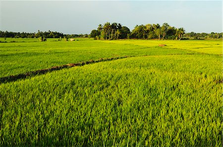 rice fields or rice farms - Rice fields, Polonnaruwa, Sri Lanka, Asia Stock Photo - Rights-Managed, Code: 841-06446713