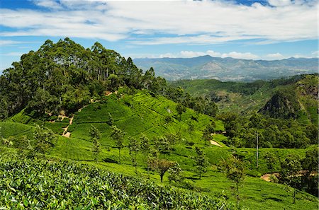 sri lanka - View of tea plantations from Lipton's Seat, Haputale, Sri Lanka, Asia Foto de stock - Con derechos protegidos, Código: 841-06446726