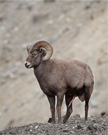 Bighorn sheep (Ovis canadensis) ram with an erection during the rut, Clear Creek County, Colorado, United States of America, North America Stock Photo - Rights-Managed, Code: 841-06446759