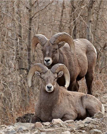 ram horns frontal view - Two bighorn sheep (Ovis canadensis) rams during the rut, Clear Creek County, Colorado, United States of America, North America Stock Photo - Rights-Managed, Code: 841-06446767