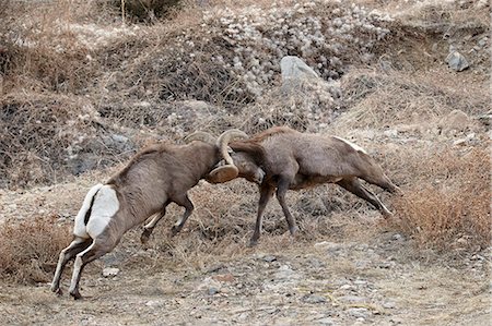 side by side - Two bighorn sheep (Ovis canadensis) rams butting heads, Clear Creek County, Colorado, United States of America, North America Stock Photo - Rights-Managed, Code: 841-06446760