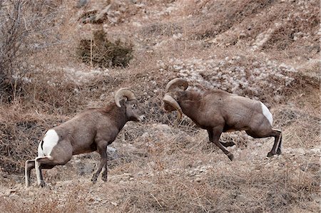 Two bighorn sheep (Ovis canadensis) rams butting heads during the rut, Clear Creek County, Colorado, United States of America, North America Foto de stock - Con derechos protegidos, Código: 841-06446761