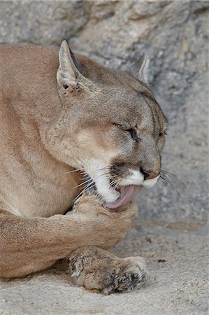 Mountain lion (cougar) (puma) (Puma concolor) cleaning after eating, Living Desert Zoo And Gardens State Park, New Mexico, United States of America, North America Foto de stock - Con derechos protegidos, Código: 841-06446775