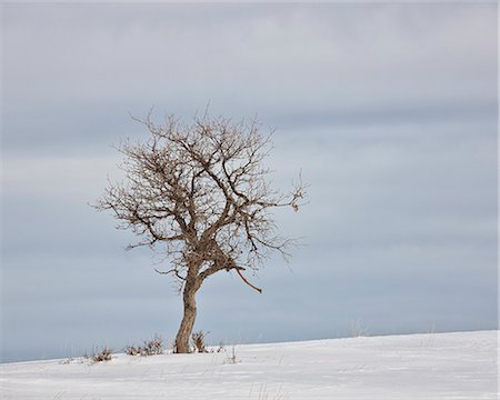 Bare tree in the snow, Uncompahgre National Forest, Colorado, United States of America, North America Stock Photo - Rights-Managed, Code: 841-06446792