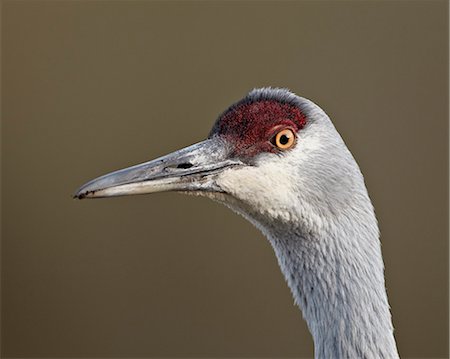 simsearch:841-07205478,k - Sandhill crane (Grus canadensis), Yellowstone National Park, Wyoming, United States of America, North America Foto de stock - Con derechos protegidos, Código: 841-06446819