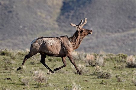 simsearch:841-06446827,k - Stier Elche (Cervus Canadensis) in samt ausgeführt, Yellowstone Nationalpark, Wyoming, Vereinigte Staaten von Amerika, Nordamerika Stockbilder - Lizenzpflichtiges, Bildnummer: 841-06446824