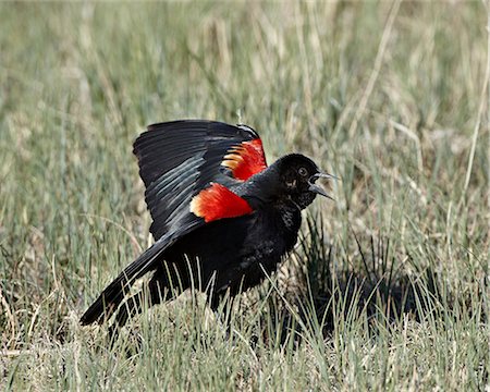 simsearch:841-03869070,k - Mâle Carouge (Agelaius phoeniceus) affichage, Pawnee National Grassland, Colorado, États-Unis d'Amérique, North America Photographie de stock - Rights-Managed, Code: 841-06446834