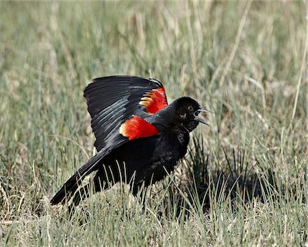 simsearch:841-06447374,k - Male red-winged blackbird (Agelaius phoeniceus) displaying, Pawnee National Grassland, Colorado, United States of America, North America Stock Photo - Rights-Managed, Code: 841-06446834