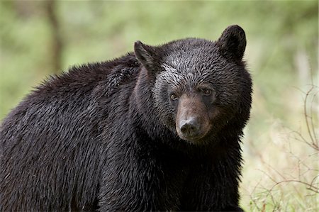 simsearch:841-09155240,k - Black bear (Ursus americanus), Yellowstone National Park, Wyoming, United States of America, North America Foto de stock - Con derechos protegidos, Código: 841-06446830