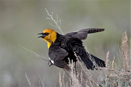 simsearch:841-06501564,k - Male yellow-headed blackbird (Xanthocephalus xanthocephalus) dislaying, Yellowstone National Park, Wyoming, United States of America, North America Foto de stock - Con derechos protegidos, Código: 841-06446832