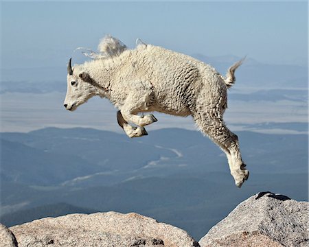 Mountain goat (Oreamnos americanus) yearling jumping, Mount Evans, Arapaho-Roosevelt National Forest, Colorado, United States of America, North America Foto de stock - Direito Controlado, Número: 841-06446845