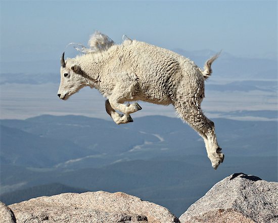 Mountain goat (Oreamnos americanus) yearling jumping, Mount Evans, Arapaho-Roosevelt National Forest, Colorado, United States of America, North America Foto de stock - Derechos protegidos Premium, Artista: robertharding, Código de la imagen: 841-06446845