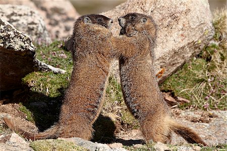 Two yellow-bellied marmot (yellowbelly marmot) (Marmota flaviventris) sparring, Mount Evans, Arapaho-Roosevelt National Forest, Colorado, United States of America, North America Foto de stock - Con derechos protegidos, Código: 841-06446843