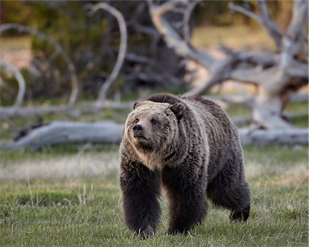 Grizzly bear (Ursus arctos horribilis) walking, Yellowstone National Park, Wyoming, United States of America, North America Stock Photo - Rights-Managed, Code: 841-06446854