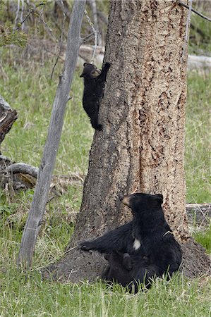 simsearch:6119-08541989,k - Black bear (Ursus americanus) sow and two cubs-of-the-year, one nursing and one coming down from a tree, Yellowstone National Park, Wyoming, United States of America, North America Stock Photo - Rights-Managed, Code: 841-06446859