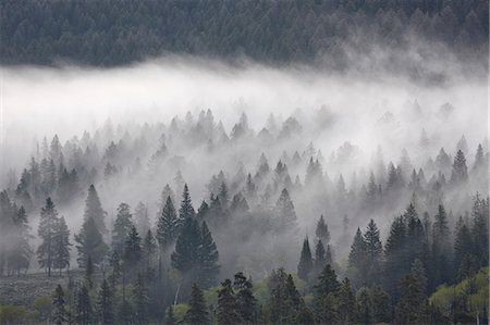 foggy (weather) - Brouillard se mêlant aux arbres à feuilles persistantes, Yellowstone National Park, patrimoine mondial de l'UNESCO, Wyoming, États-Unis d'Amérique, Amérique du Nord Photographie de stock - Rights-Managed, Code: 841-06446866