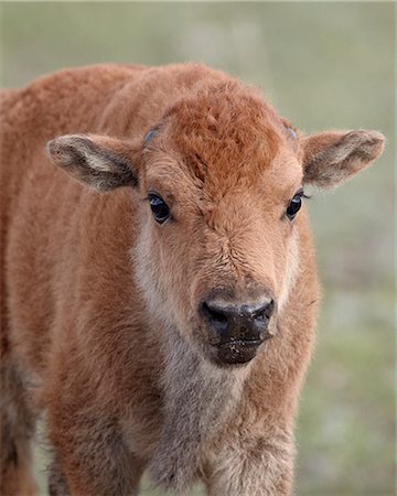 Bison (Bison bison) calf, Yellowstone National Park, Wyoming, United States of America, North America Stock Photo - Rights-Managed, Code: 841-06446860